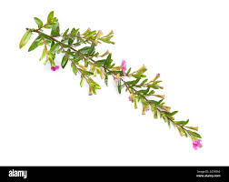 Image result for Cuphea hyssopifolia