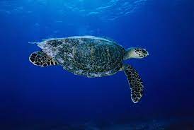 How Gps Can Help Save The World S Most Endangered Sea Turtles Sea Turtle Facts Endangered Sea Turtles Sea Turtle
