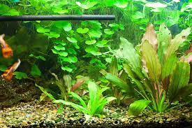 Amazon Sword Plant Definitive Guide Care Planting Propagation Freshwater Aquarium Plants Plants Planted Aquarium