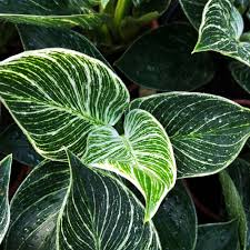 Philodendron Birkin In 2020 Philodendron Rare Plants Pretty Plants