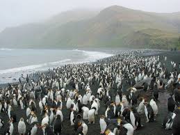 Macquarie Island Australia Lying Atop A Segment Of The Macquarie Ridge The Island Is The Only Place On Earth Where The Mantle I Island Australian Continent Australia