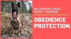 Belgian Malinois Puppy The First 6 Months Of Obedience And Protection Training Youtube Belgian Malinois Puppies Malinois Puppies Puppy Training