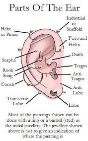 Ear Piercing Chart Ear Piercings Piercings Ear Piercings Chart