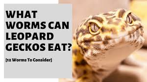 We did not find results for: What Worms Can Leopard Geckos Eat 12 Worms To Consider