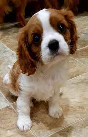 Pin On Cavalier King Charles Spaniels