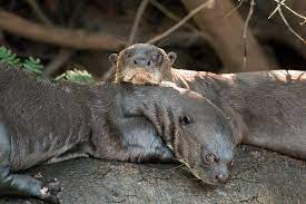 It turns out the thick, luscious fur that keeps them dry and warm has been a long coveted possession of humans. Giant Otter Wikipedia