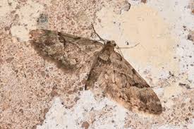 Image result for Eupithecia lanceata