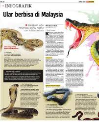 Blood python merupakan jenis yang dapat ditemukan di sumatra timur, malaysia barat, barat daya thailand, serta di beberapa pulau di selat malaka. Ular Berbisa Di Malaysia Klik