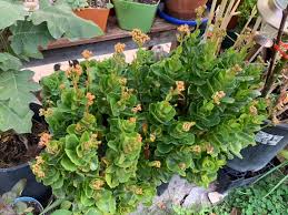 Image result for Kalanchoe latisepala