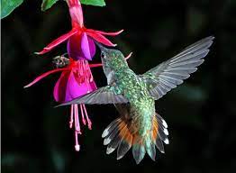 Tim J Allen S Hummingbird Fuschia Flower Fuchsia Flower Hummingbird Pictures Hummingbird