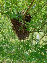 Wie wichtig die bienen für unser ökosystem und die landwirtschaft sind. Einzug Der Bienen In Den Welterbe Garten Transition Bamberg