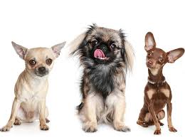 A pesar de que en españa es ilegal la venta de animales entre particulares, se siguen viendo muchos casos en conocidas páginas de anuncios. Todas Las Razas De Perros Pequenos Guia Con Imagenes