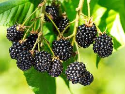 Image result for Rubus