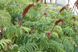 Image result for Melianthaceae