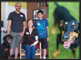 No doberman pinschers for adoption in north carolina. In Memory Dobermans From Hand Me Down Dobes Doberman Rescue Ohio Doberman Rescue Hmdd