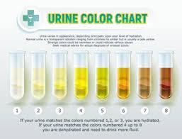 If an employee provides urine for a drug test and the specimen comes back dilute, it means that the person drank too much water prior to the test and literally diluted their urine. How Much Water Will Dilute A Drug Test Drug Test City
