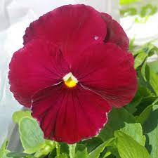 Viola X Wittrockiana Raspberry Sundae Pansy Raspberry Sundae Mix In Gardentags Plant Encyclopedia
