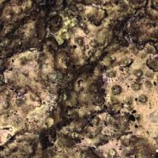 Image result for Macledium poggei