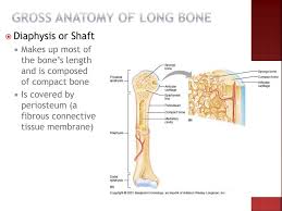They are one of five types of bones: Ppt Chapter 5 Powerpoint Presentation Free Download Id 2139914