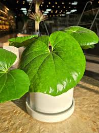 Image result for Farfugium japonicum