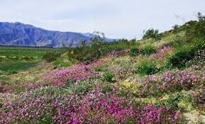 In march, the flowers become especially lush and beautiful. Borrego Spring Super Bloom 2019