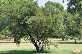 Image result for Diospyros lycioides