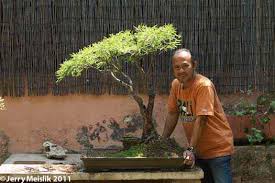 Ficus Technique 56 Bonsai Demonstration In Namibia