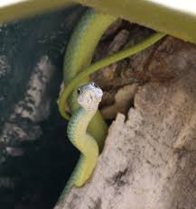 Image result for Hypericophyllum compositarum