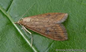 The currently known 214 species are present on all continents except antarctica. Zunsler Udea Ferrugalis