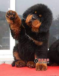 Tibetan Mastiff Puppy Tibetan Mastiff Puppy Cute Animals Cute Dogs