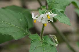 Image result for Solanum villosum