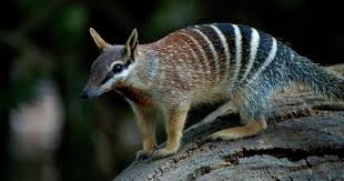 Meet The Numbat Endangered Species And Emblem Of Western Australia Animals Australia Animals Australian Animals