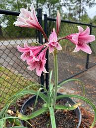 Image result for Crinum walteri