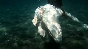 Redhead simonna showing her body underwater. Outdoor Porno Videos Free Hd Sex Movies Page 7