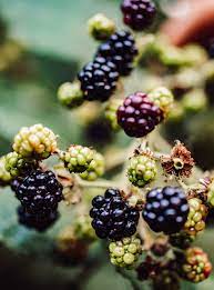 Brombeeren waren schon in der antike als heilmittel bekannt. Wilde Brombeeren Pflucken Alles Was Du Wissen Musst
