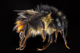Image result for Bombus soroeensis