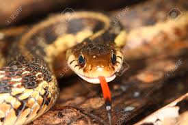 Maybe you would like to learn more about one of these? Garter Snake Thamnophis Sirtalis With Extended Tongue In Northern Illinois Stock Photo Picture And Royalty Free Image Image 10312773
