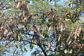 Image result for Albizia amara