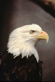 Large Birds With White Heads Pin By Danny Palacio On Wisconsin S Wildlife Bald Eagle Eagles Eagle Pictures
