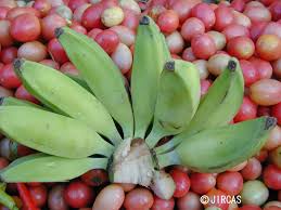 Image result for Musaceae