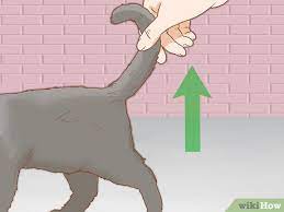 kedinin cinsiyeti nasil anlasilir 7 adim resimlerle wikihow
