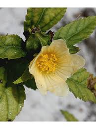 Image result for Sida spinosa