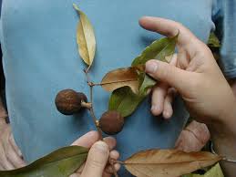 Image result for Huaceae