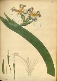 Image result for Neomarica northiana