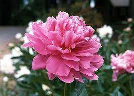 Grazie alla cultura selettiva di decenni, i coltivatori sono riusciti ad apportare numerosi miglioramenti. Fiori Peonia Fiori Di Piante
