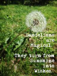 Dandelions Are Magical They Turn From Sunshine Into Wishes Tabitha Black Dandelion Dandelion Wish Make A Wish