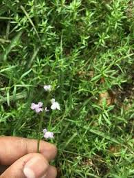 This fragrant, pale purple flower grows in drooping clusters. Buster Gollin Bustergollin Profile Pinterest