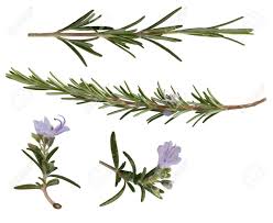 It is an aromatic and distinctive herb with a sweet, resinous flavor. A Collection Of Rosemary Leaves Isolated On A White Background Stock Photo Picture And Royalty Free Image Image 116214210