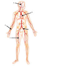 The aortic and pulmonic valves lie between the ventricles and the major blood vessels leaving the heart. Unit Iv Anatomy Of The Heart Blood Vessels Proprofs Quiz