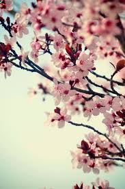 Spring Blossom Cherry Blossom Wallpaper Flowering Trees Flowers Photography
